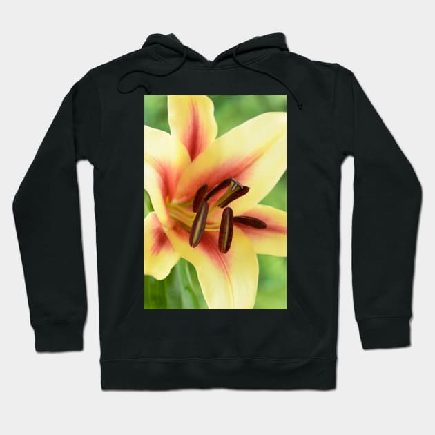 Lilium  &#39;Lavon&#39;  Lily  Oriental Trumpet lily cross  OT lily Hoodie by chrisburrows